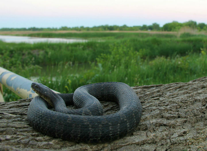 Northern Water Snake